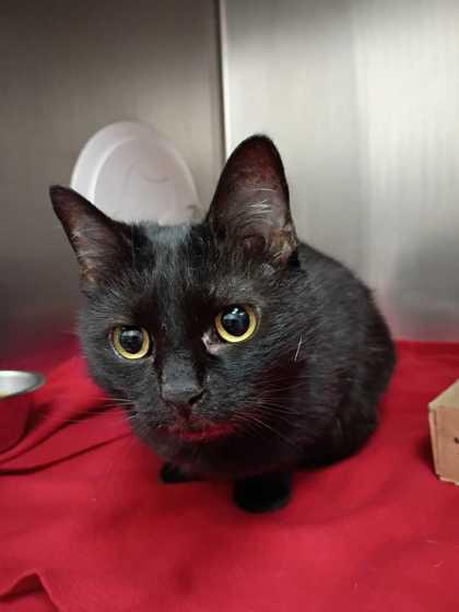 Enlarge Olive Oyl, a Adoptable mixed breed in New Albany, IN image 1/1