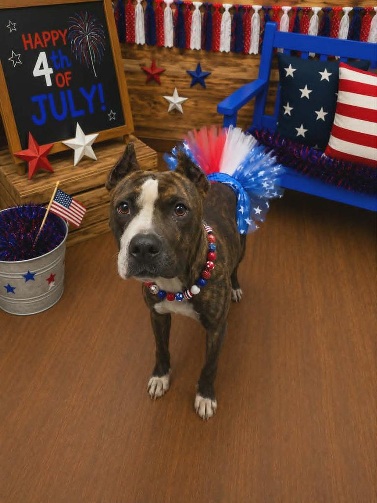 Nutella, Adoptable, Young Female Pit Bull Terrier.
