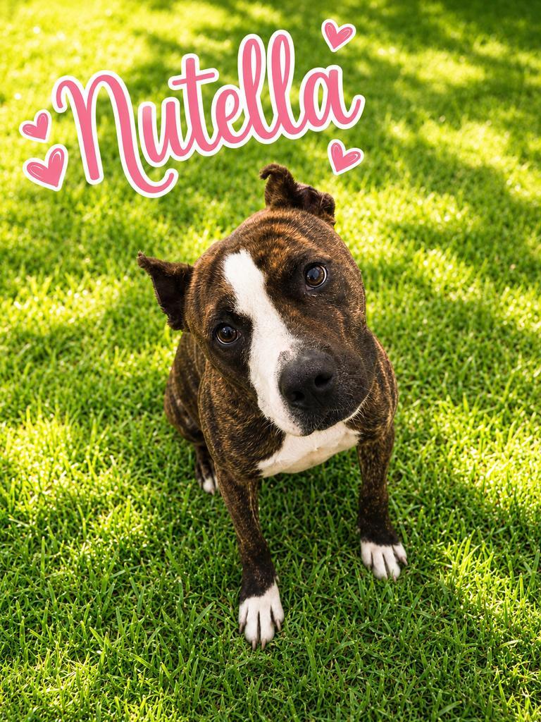 Nutella, a Adoptable Pit Bull Terrier in Livingston, LA image 2/3