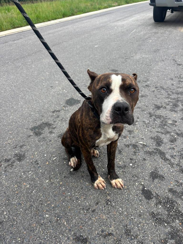 Nutella, a Adoptable Pit Bull Terrier in Livingston, LA image 3/3