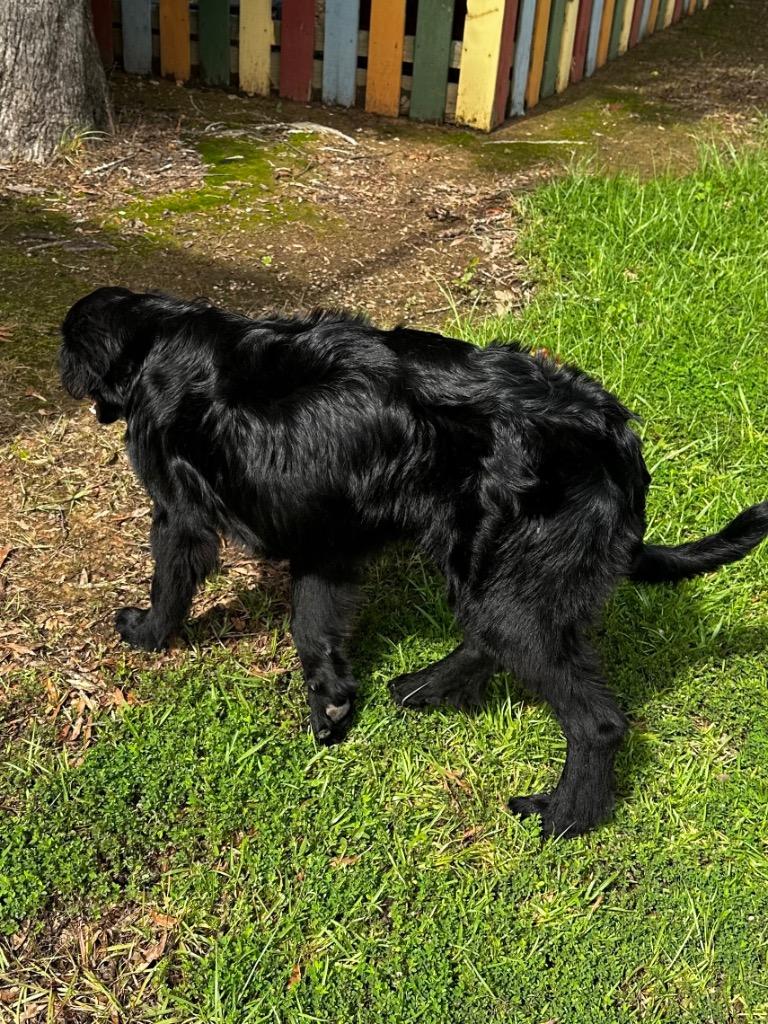 Dash 26, Adoptable, Young Male Collie.