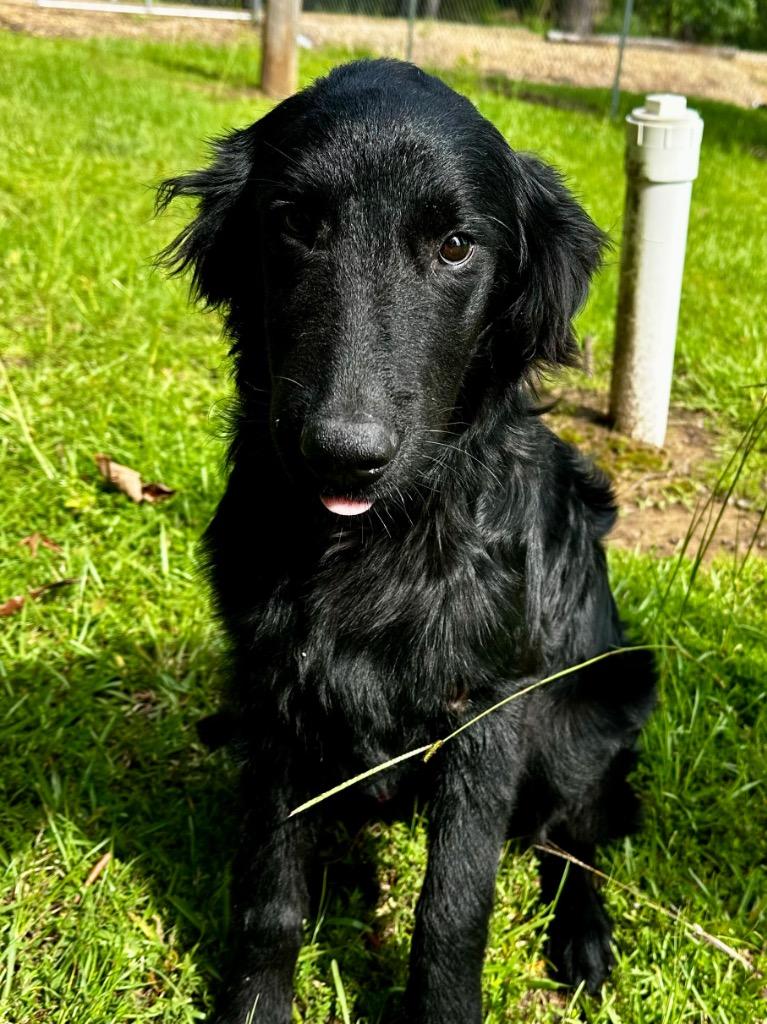 Enlarge Dash 26, a Adoptable mixed breed in Brookhaven, MS image 2/4