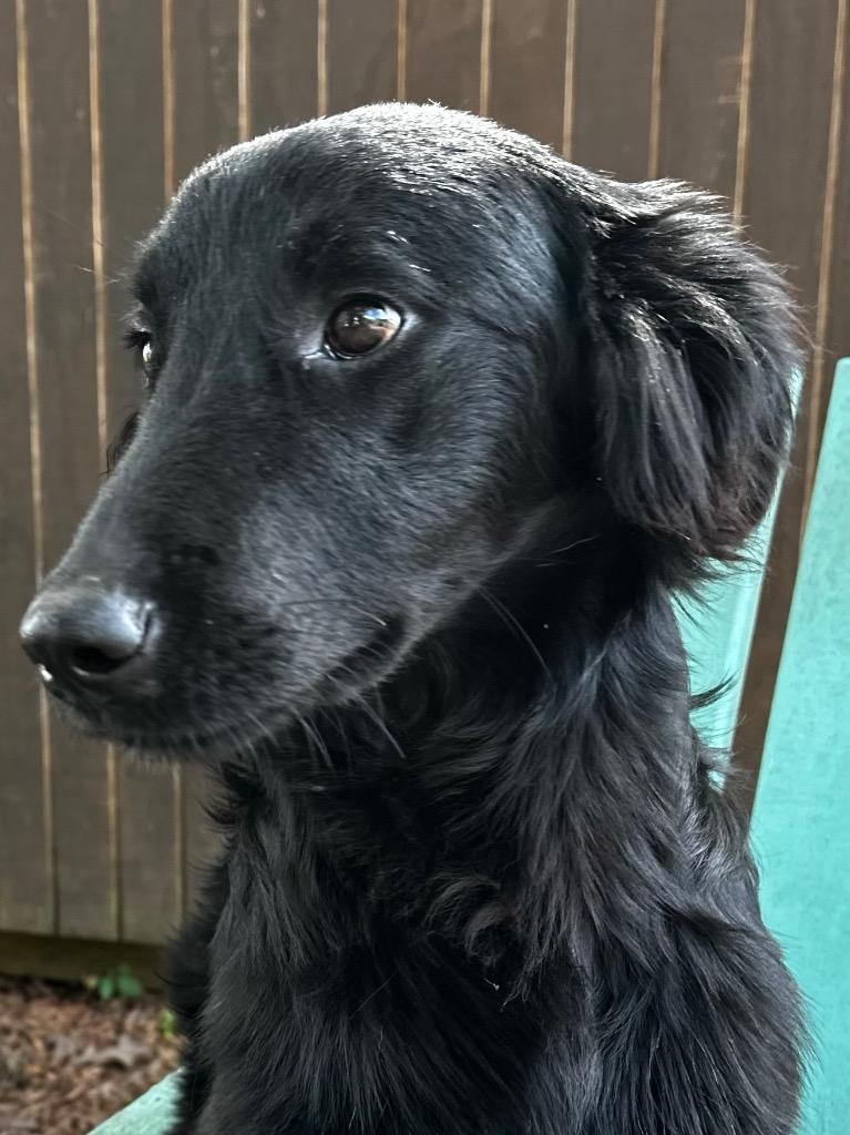 Enlarge Dash 26, a Adoptable mixed breed in Brookhaven, MS image 3/4