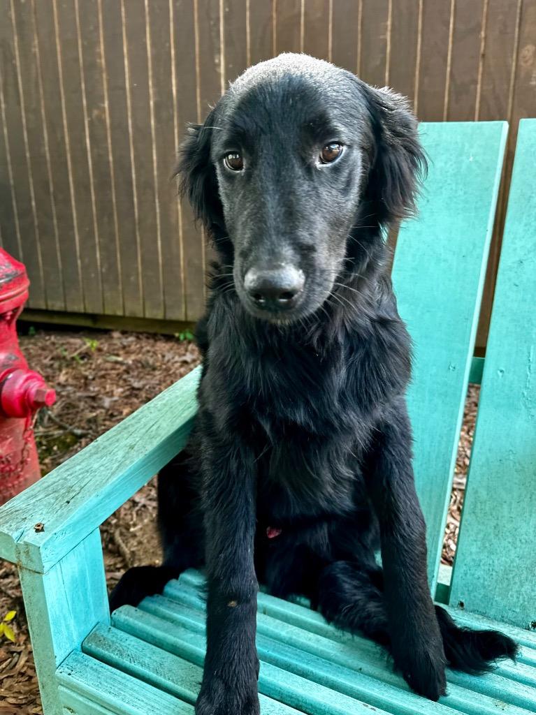 Enlarge Dash 26, a Adoptable mixed breed in Brookhaven, MS image 4/4