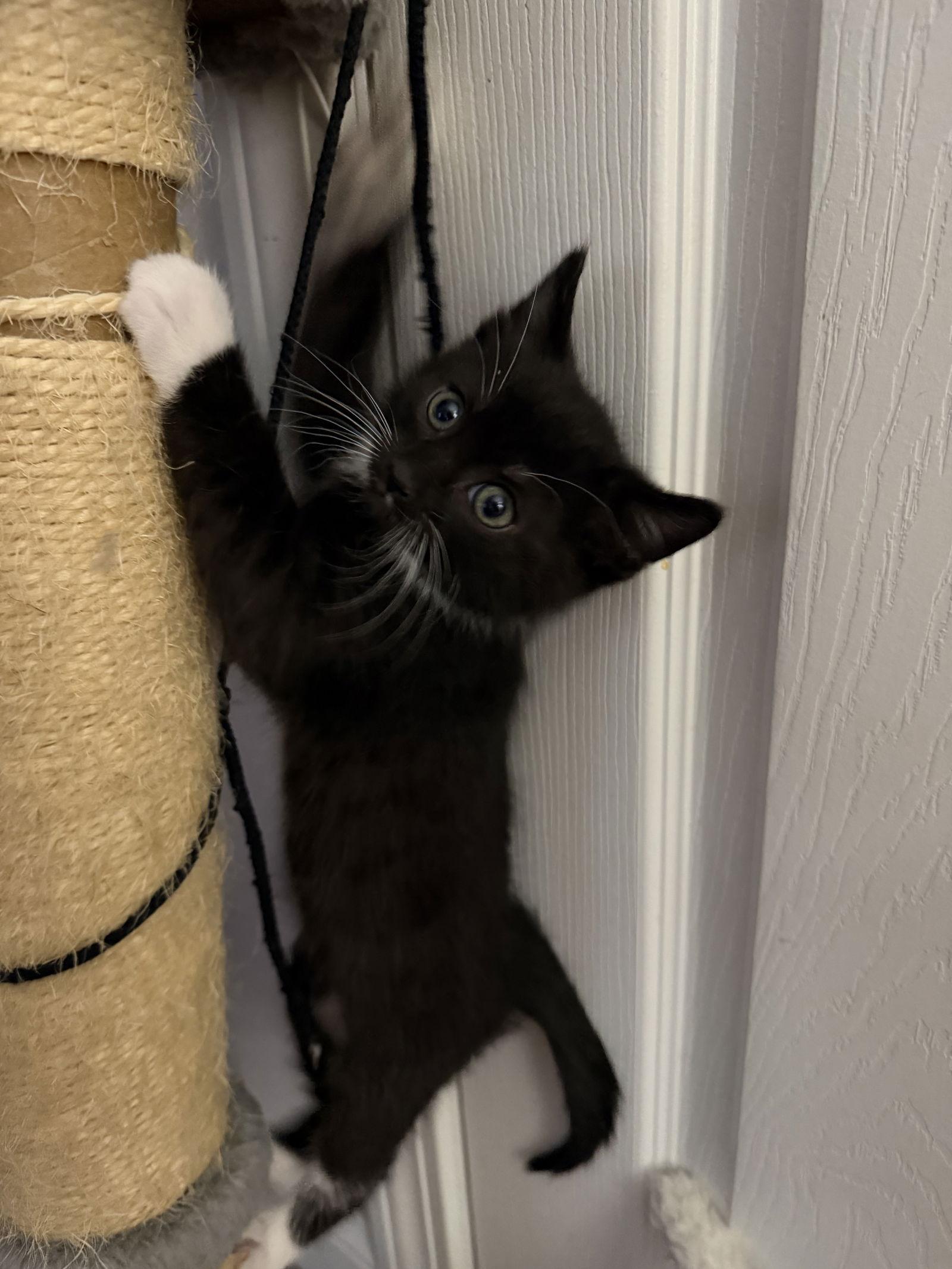 Sebastian, Adopted, Kitten Male Domestic Short Hair.