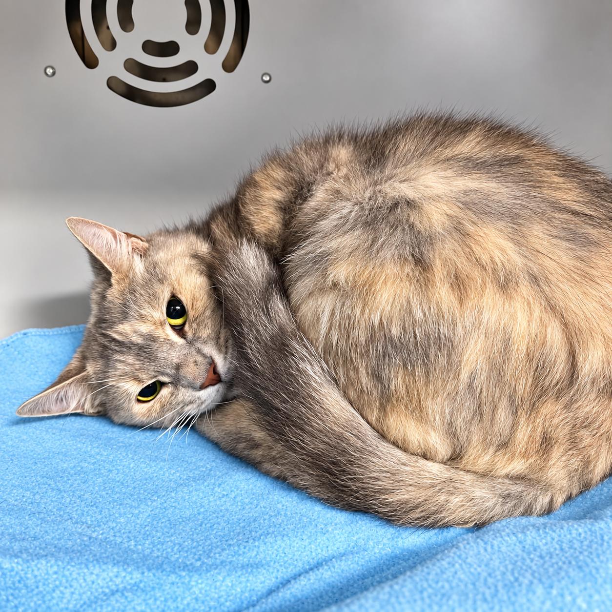 Skid, Adoptable, Adult Female Domestic Short Hair.