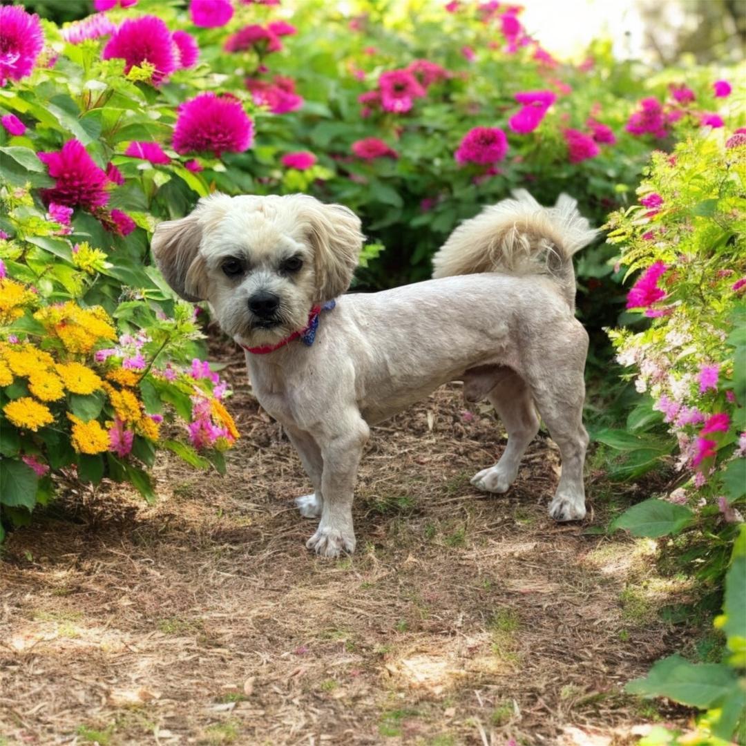 Buddy photo 1