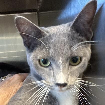 Pea, adopted, Adult Male Domestic Short Hair.