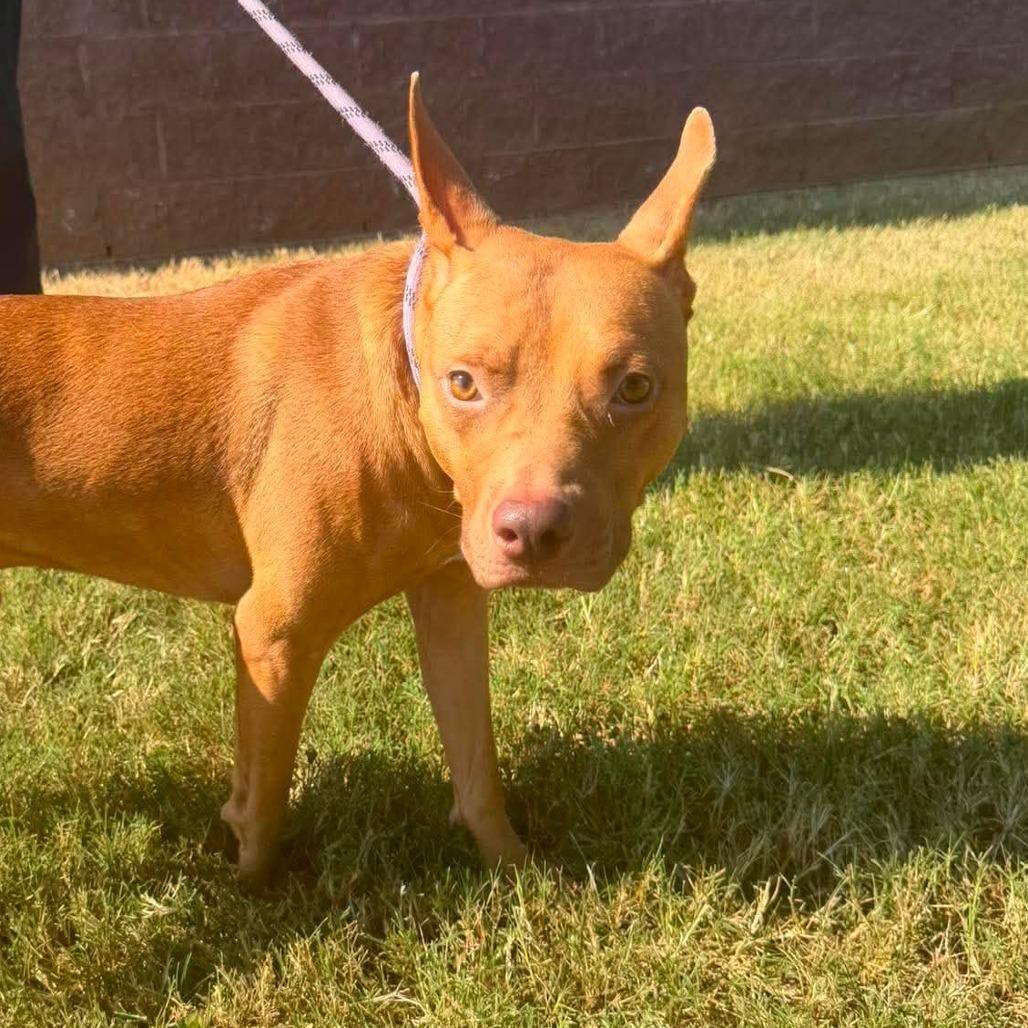 Enlarge Armor, a Adoptable Pit Bull Terrier in Rocky Mount, VA image 1/1