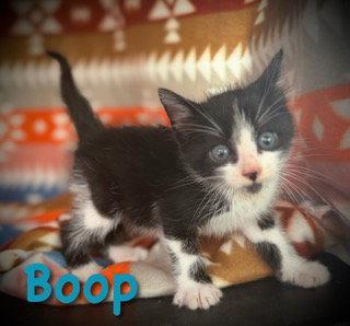 Boop, a Adoptable Domestic Short Hair in Pleasanton, TX image 1/2