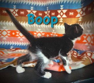 Boop, a Adoptable Domestic Short Hair in Pleasanton, TX image 2/2
