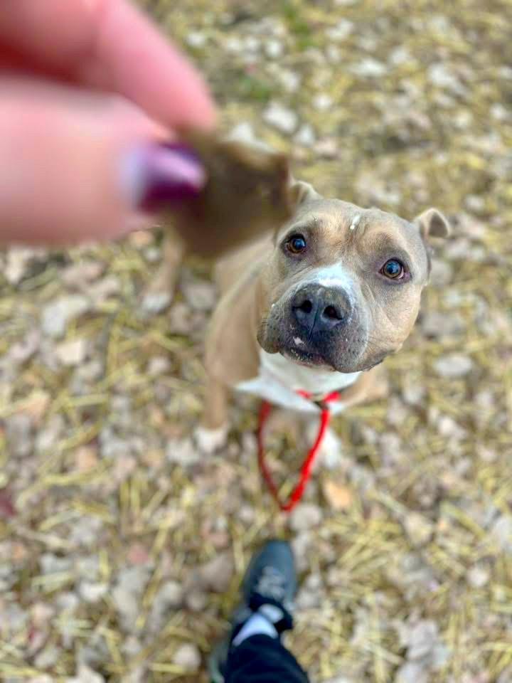 Enlarge Geyser, a ADOPTABLE Pit Bull Terrier in Chicago, IL image 2/5