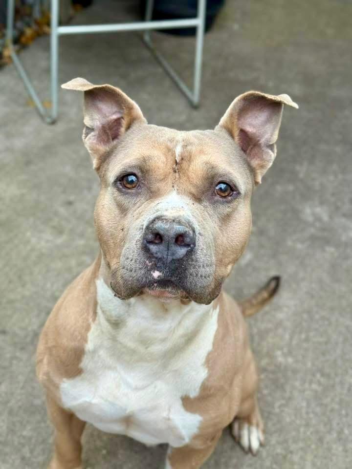 Enlarge Geyser, a ADOPTABLE Pit Bull Terrier in Chicago, IL image 1/5