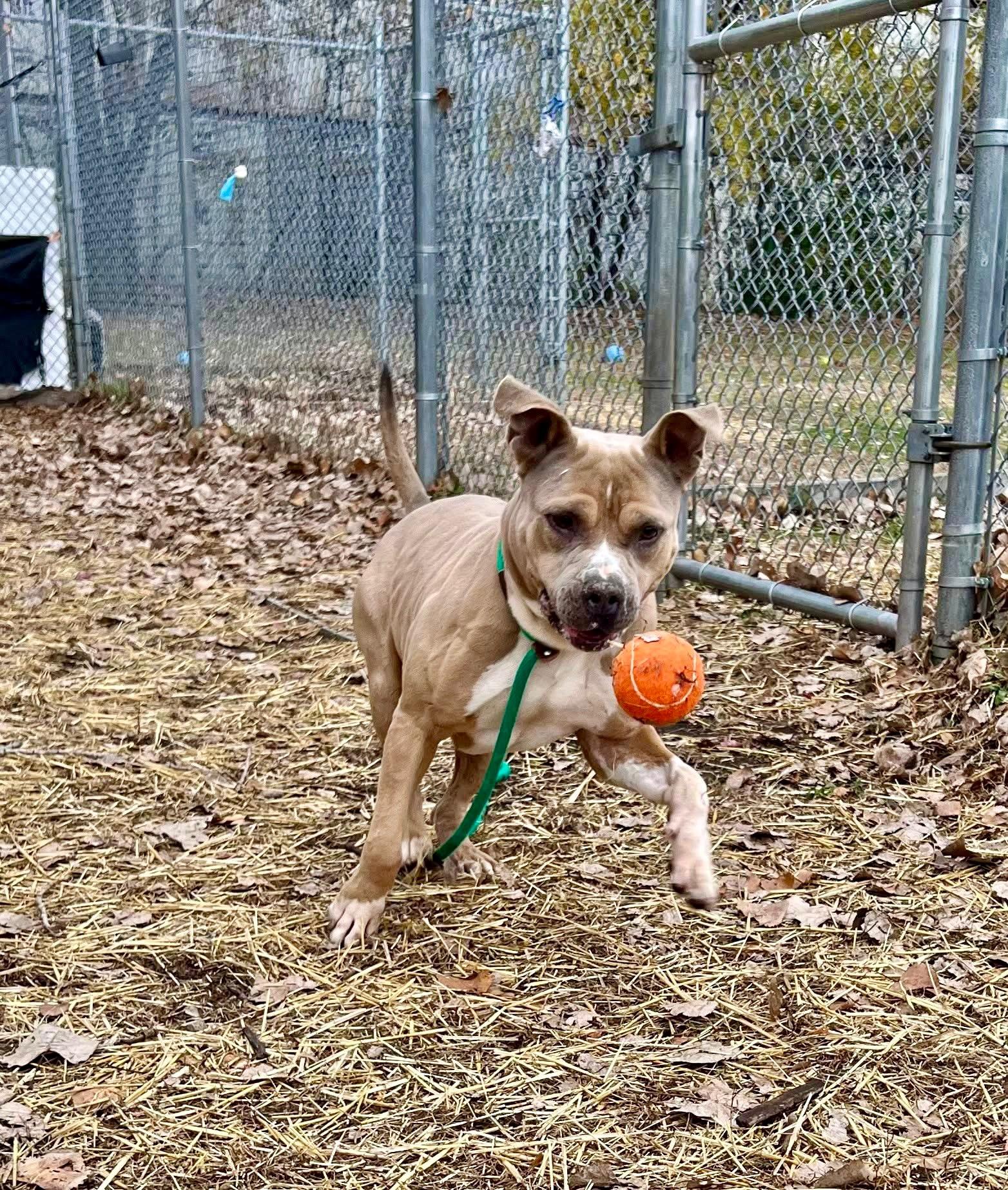 Enlarge Geyser, a ADOPTABLE Pit Bull Terrier in Chicago, IL image 3/5