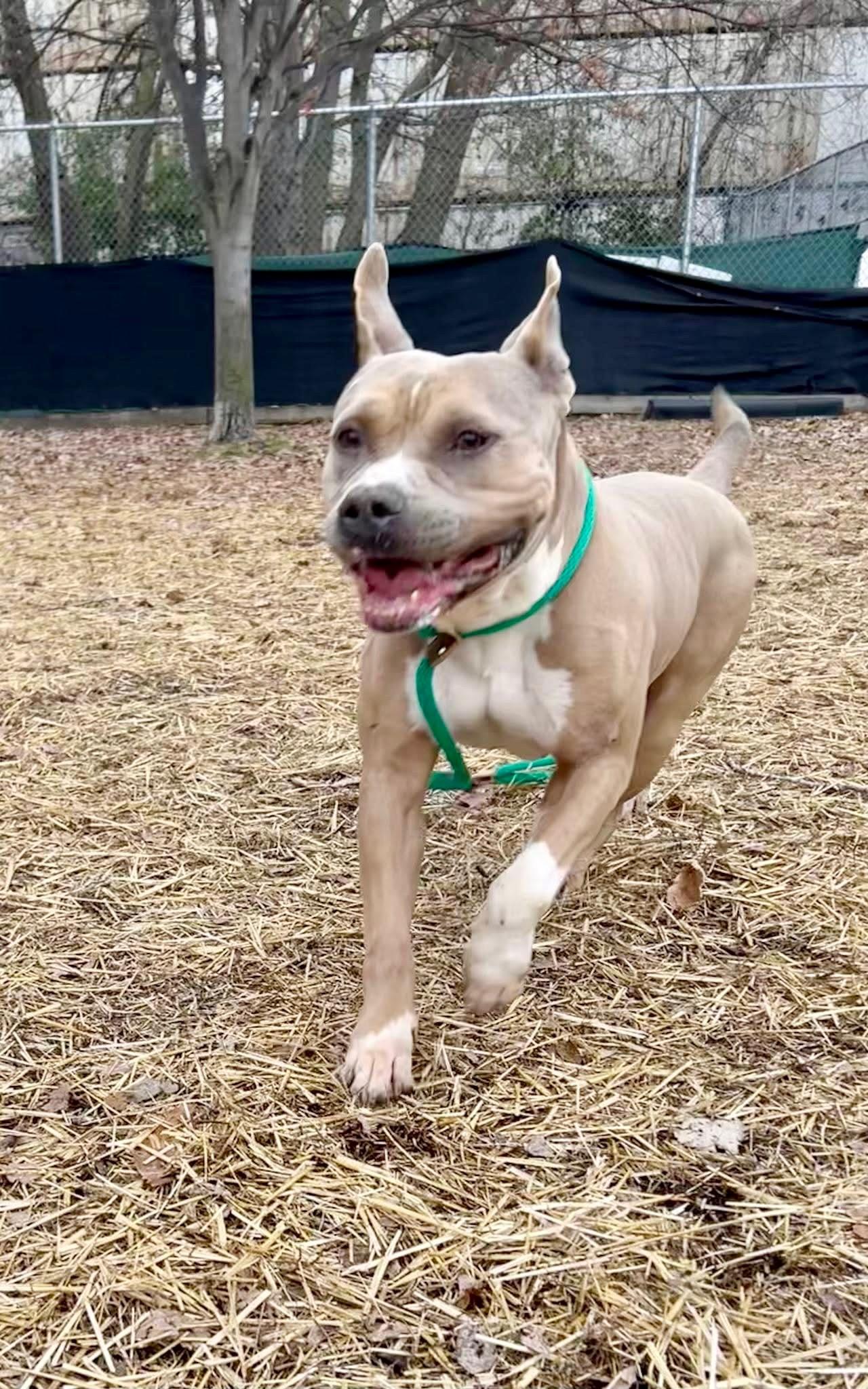 Enlarge Geyser, a ADOPTABLE Pit Bull Terrier in Chicago, IL image 4/5