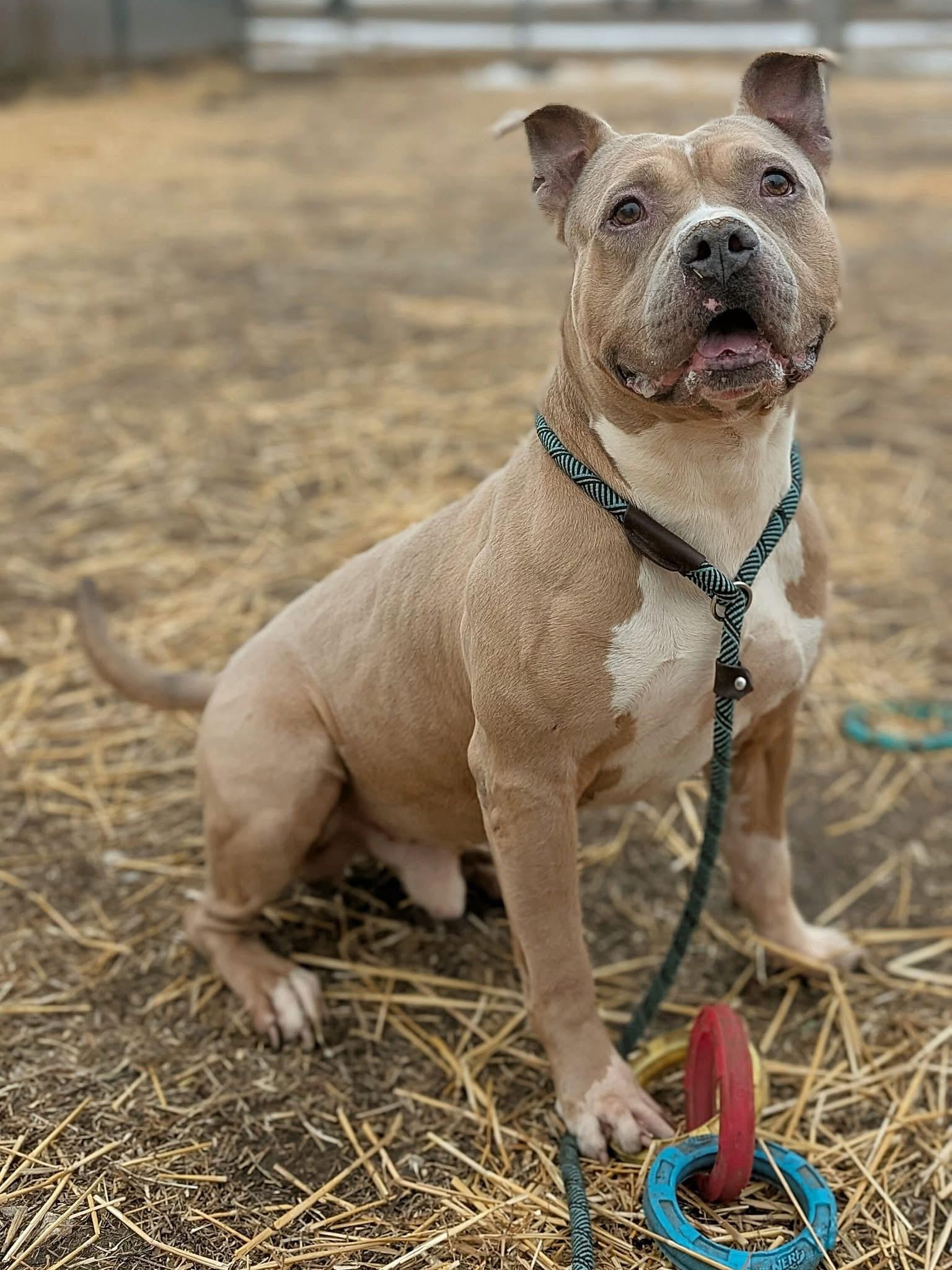 Geyser, ADOPTABLE, Senior Male Pit Bull Terrier.