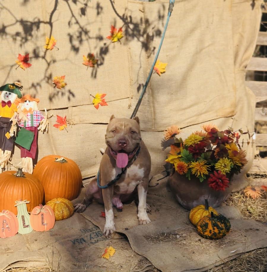 Scooby, an adoptable American Staffordshire Terrier, Shar-Pei in Hermantown, MN, 55811 | Photo Image 3