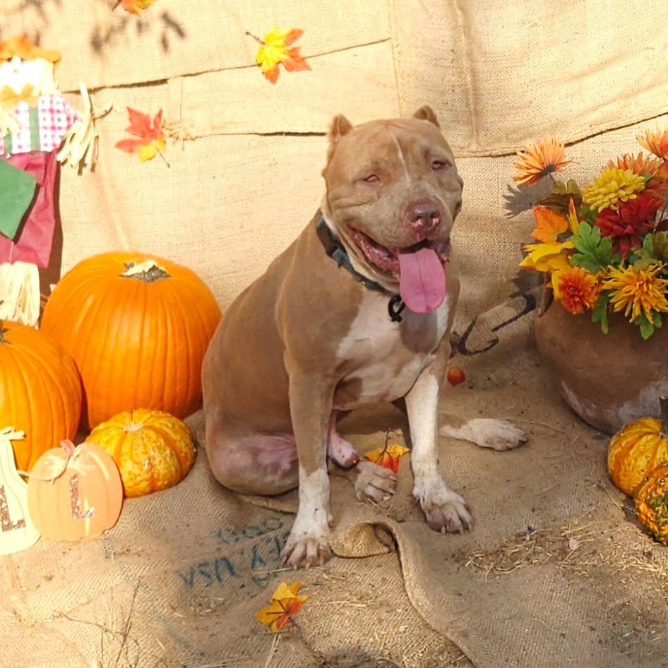 Scooby, an adoptable American Staffordshire Terrier, Shar-Pei in Hermantown, MN, 55811 | Photo Image 1