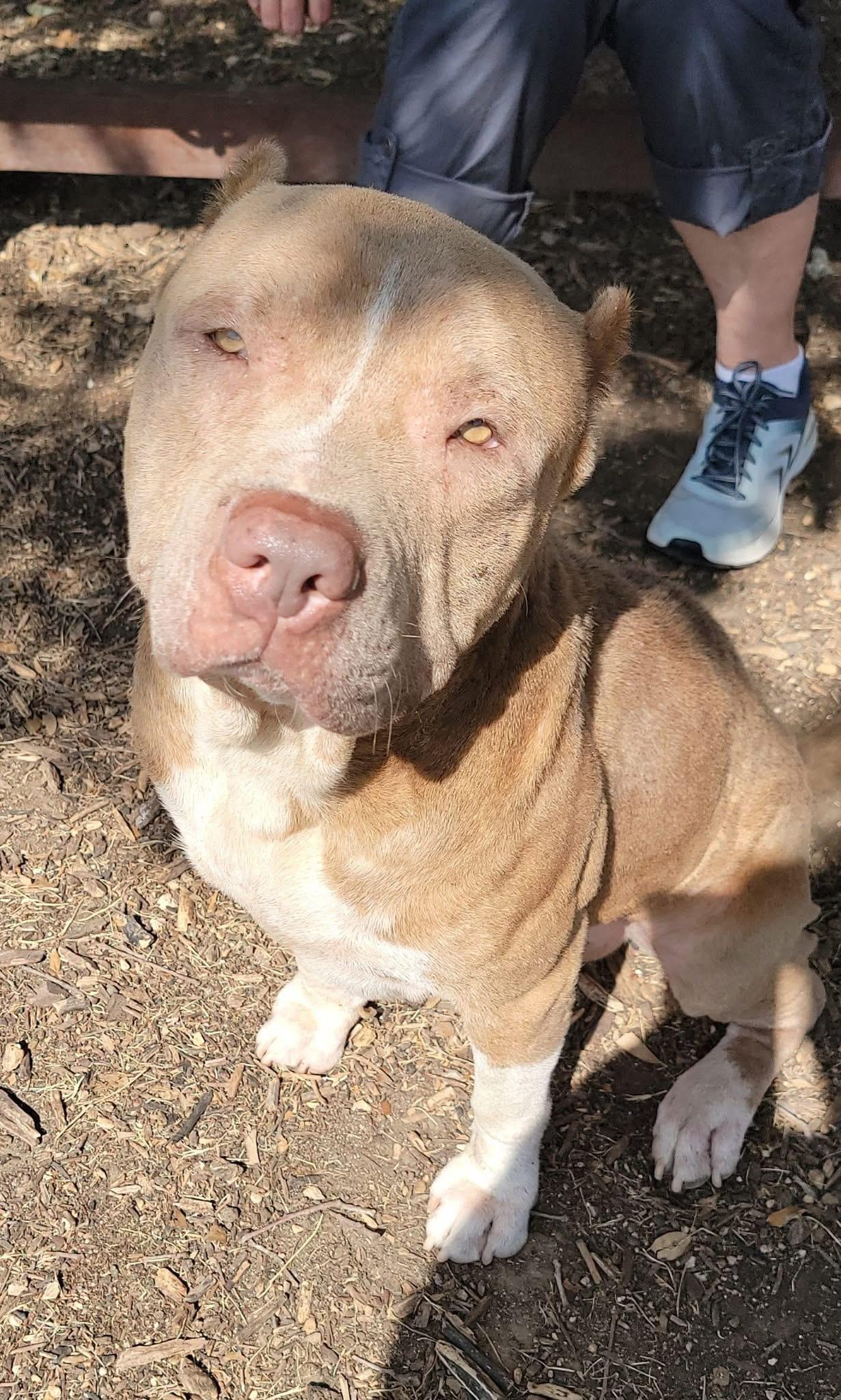 Scooby, an adoptable American Staffordshire Terrier, Shar-Pei in Hermantown, MN, 55811 | Photo Image 4