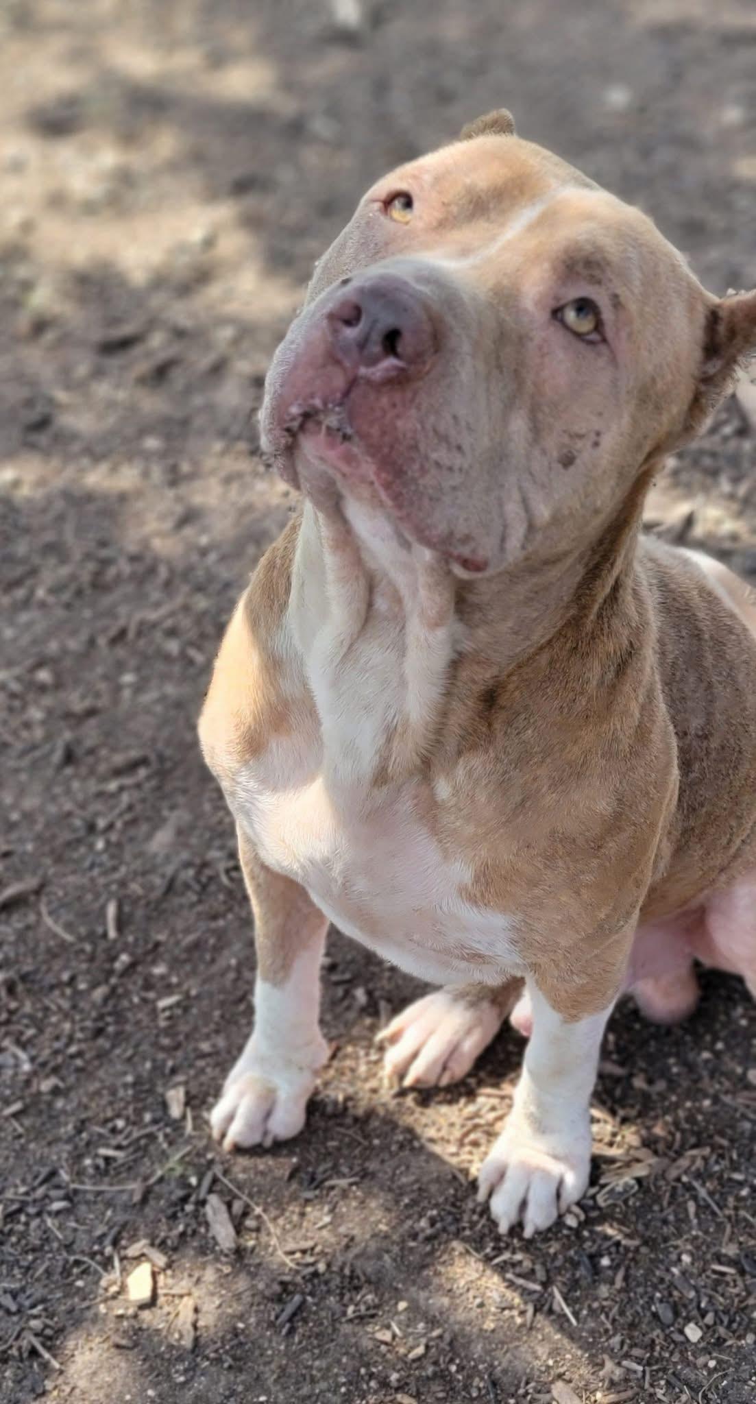 Scooby, an adoptable American Staffordshire Terrier, Shar-Pei in Hermantown, MN, 55811 | Photo Image 2