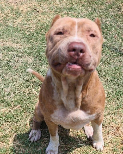 Scooby, an adoptable American Staffordshire Terrier, Shar-Pei in Hermantown, MN, 55811 | Photo Image 6