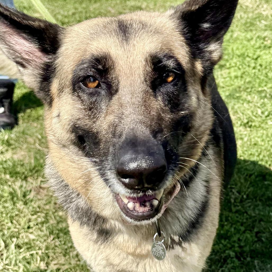 Enlarge Livi, a Adoptable German Shepherd Dog in Marshall, VA image 1/6