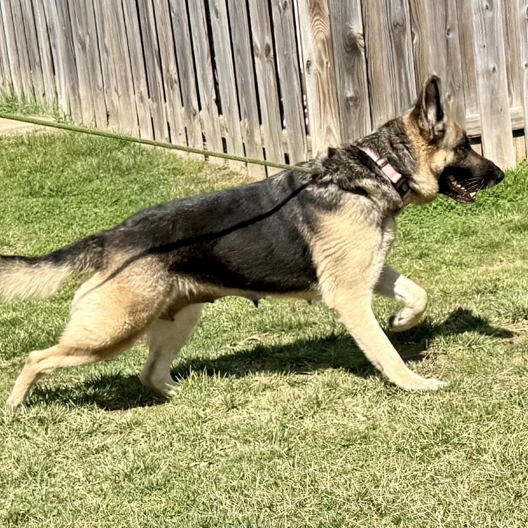 Enlarge Livi, a Adoptable German Shepherd Dog in Marshall, VA image 2/6