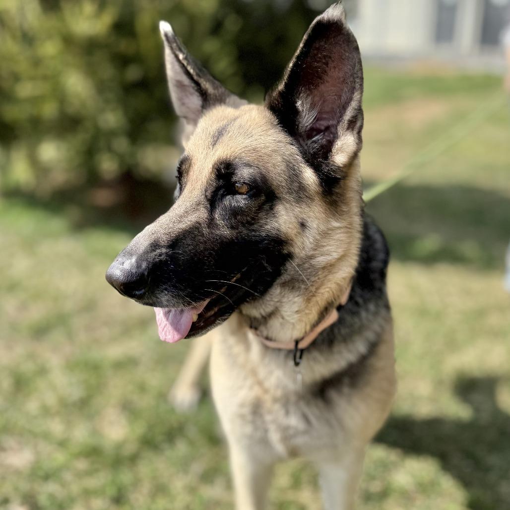 Enlarge Livi, a Adoptable German Shepherd Dog in Marshall, VA image 3/6