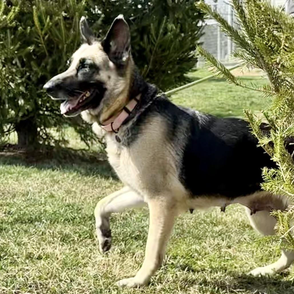 Enlarge Livi, a Adoptable German Shepherd Dog in Marshall, VA image 4/6