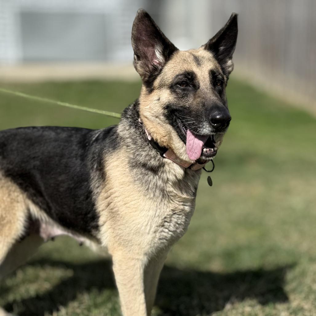 Enlarge Livi, a Adoptable German Shepherd Dog in Marshall, VA image 5/6