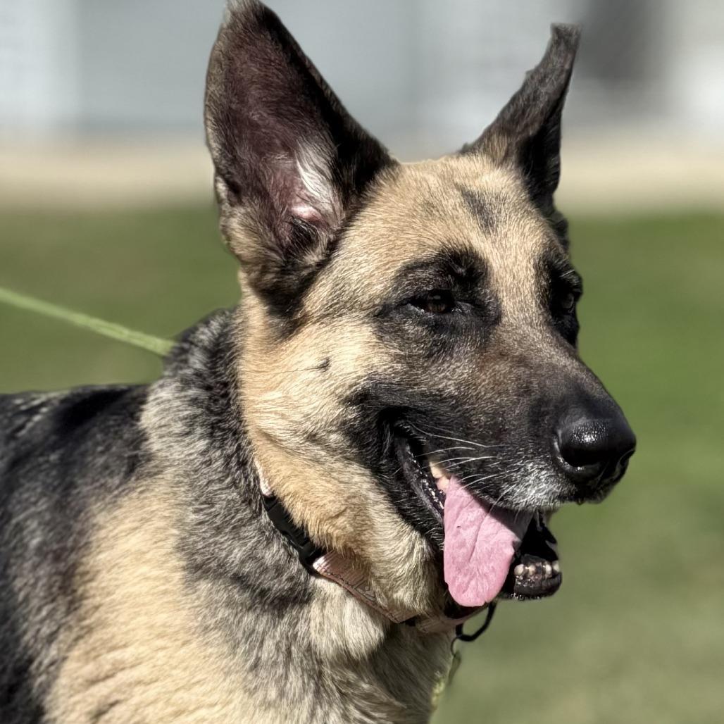 Enlarge Livi, a Adoptable German Shepherd Dog in Marshall, VA image 6/6