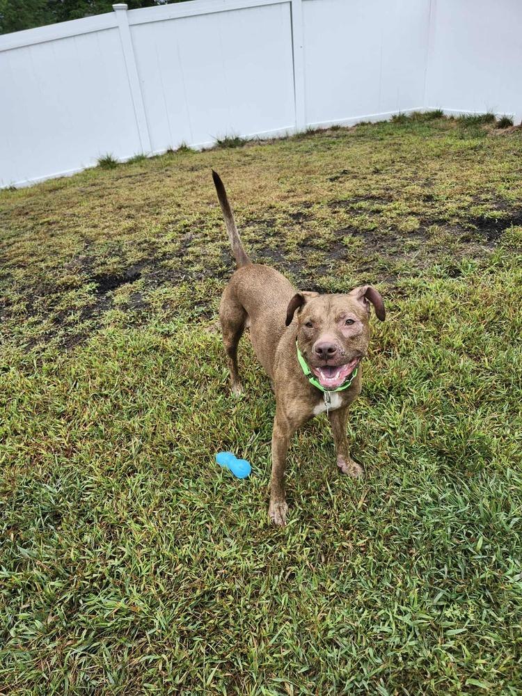 Enlarge Lavender, a Adoptable mixed breed in Groveland, MA image 2/6