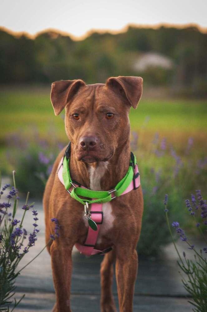 Enlarge Lavender, a Adoptable mixed breed in Groveland, MA image 4/6