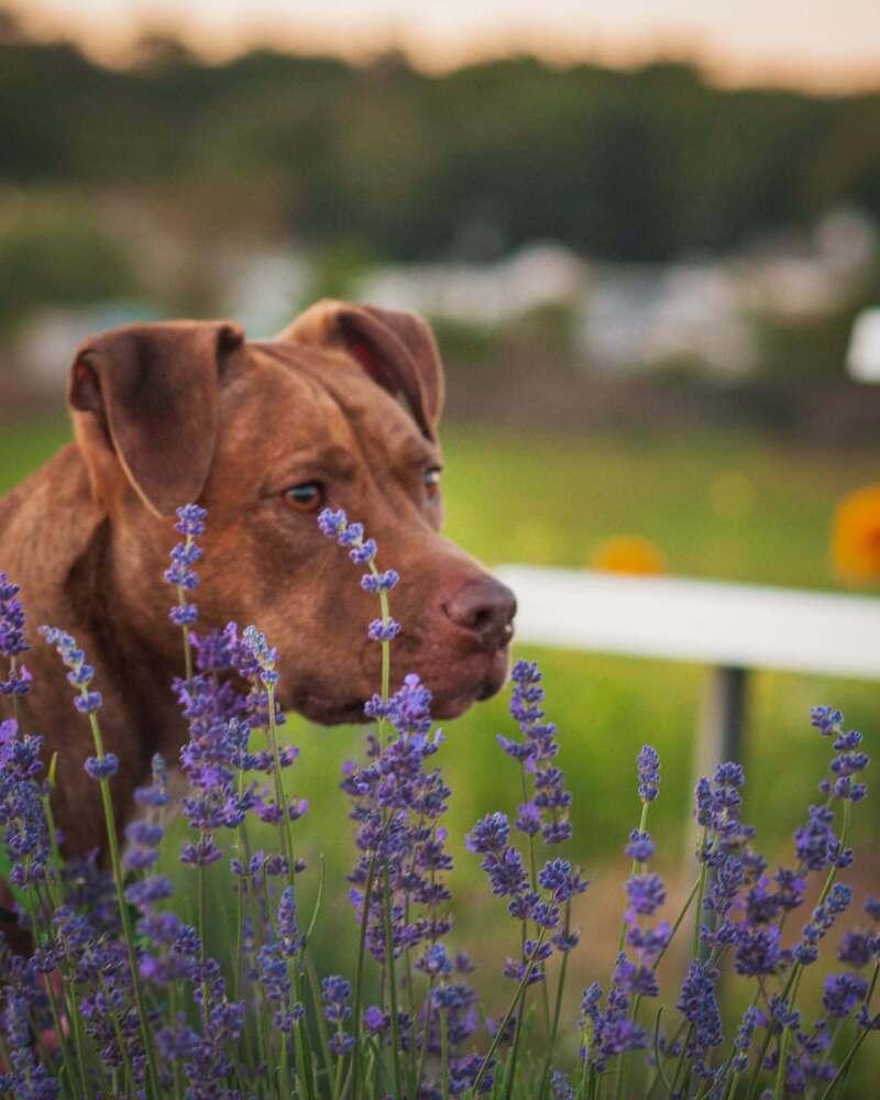 Enlarge Lavender, a Adoptable mixed breed in Groveland, MA image 5/6