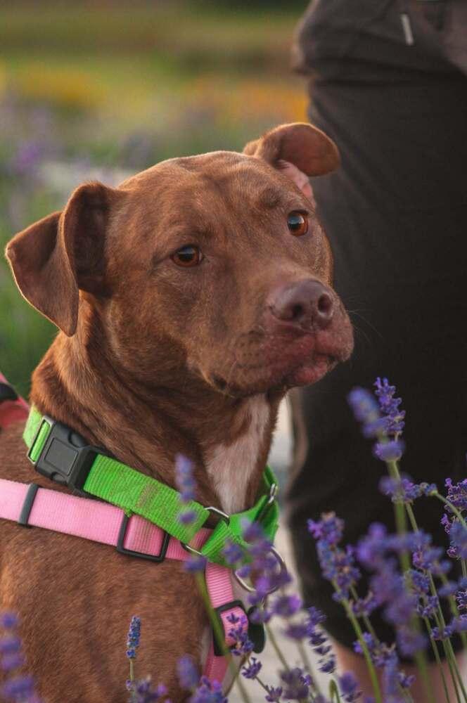 Enlarge Lavender, a Adoptable mixed breed in Groveland, MA image 6/6
