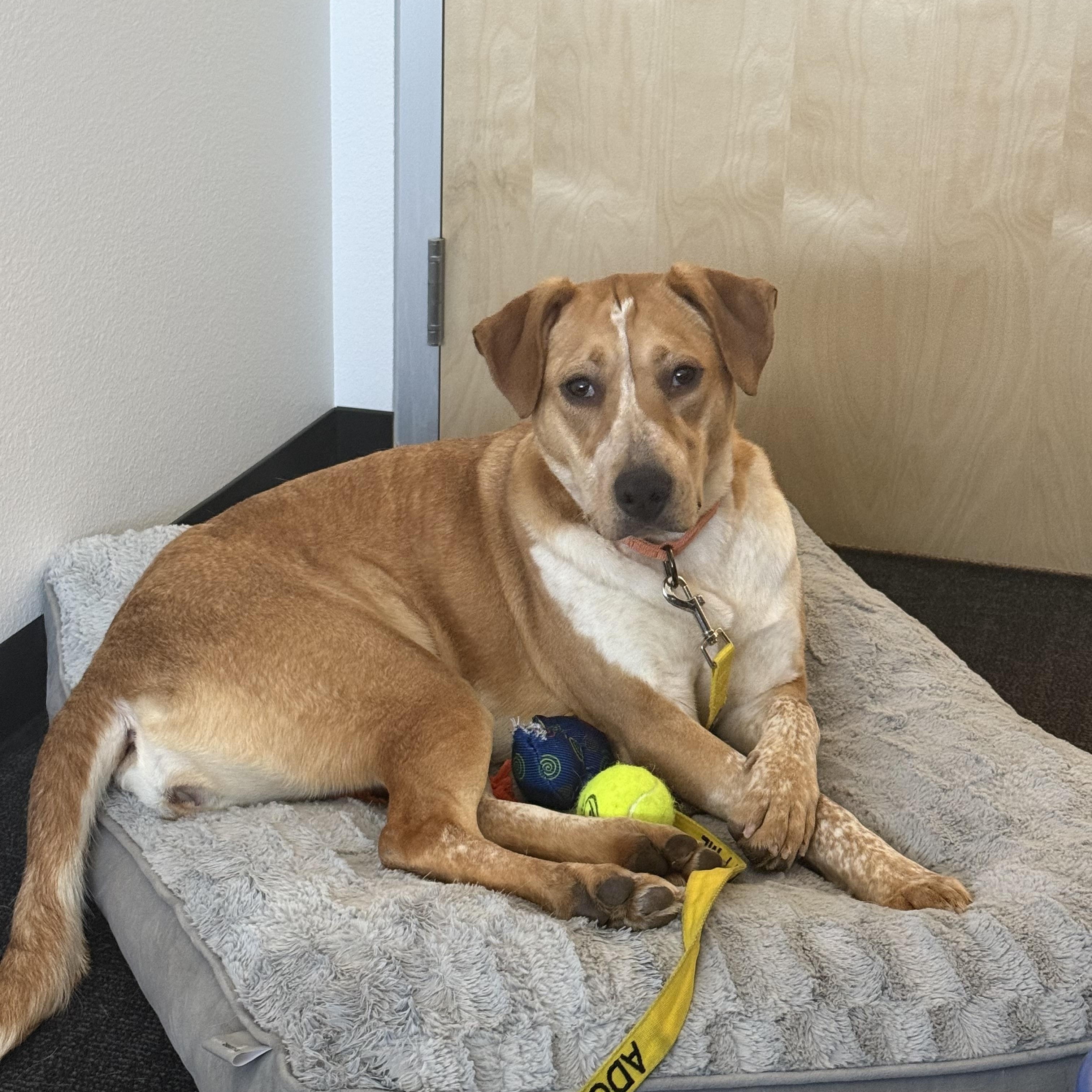 4042 Dusti, a Adoptable mixed breed in Phoenix, AZ image 3/6