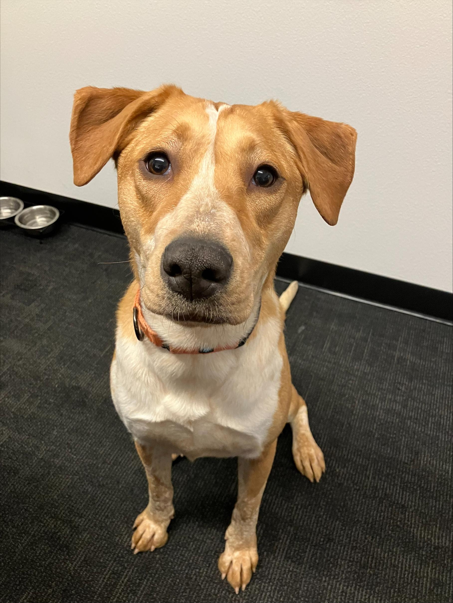 4042 Dusti, a Adoptable mixed breed in Phoenix, AZ image 1/6