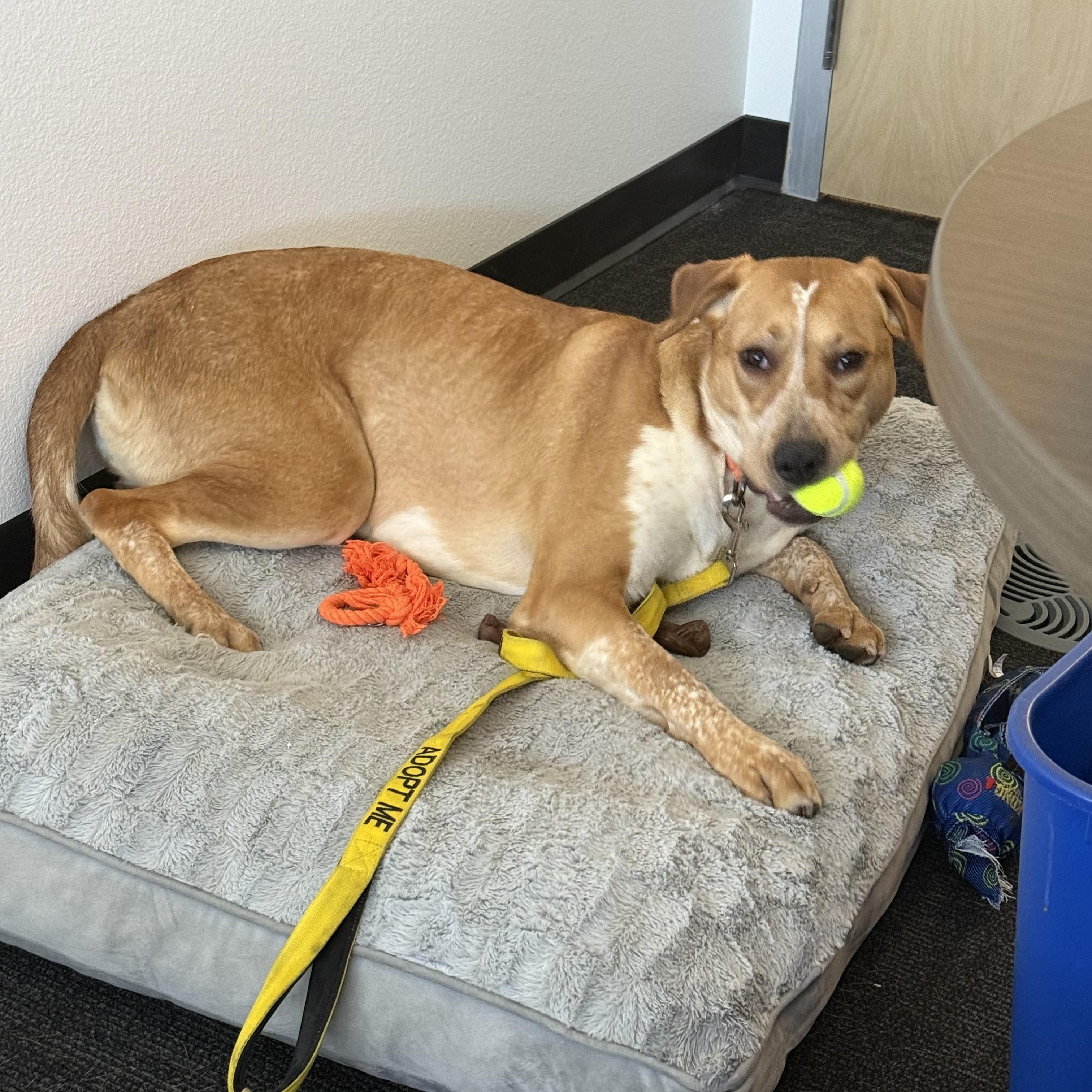 4042 Dusti, a Adoptable mixed breed in Phoenix, AZ image 4/6