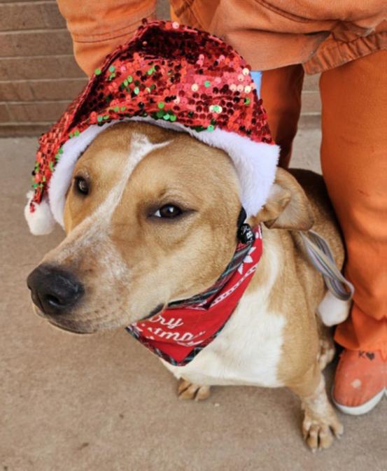 4042 Dusti, a Adoptable mixed breed in Phoenix, AZ image 6/6