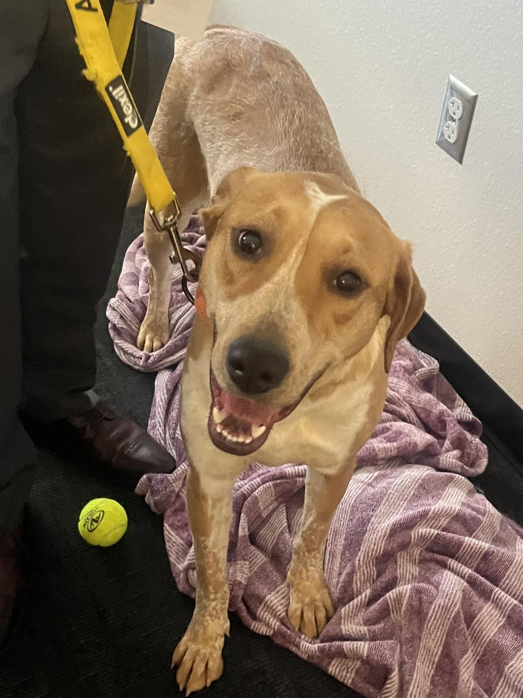 4042 Dusti, Adoptable, Young Female Australian Cattle Dog / Blue Heeler & Labrador Retriever.