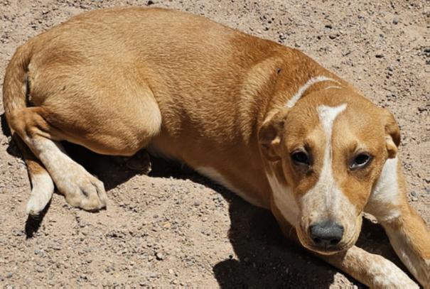 4042 Dusti, a Adoptable mixed breed in Phoenix, AZ image 5/6