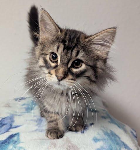 Beatriz, ADOPTABLE, Kitten Female Domestic Long Hair.