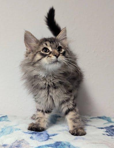 Beatriz, a ADOPTABLE Domestic Long Hair in Little Falls, MN image 4/6