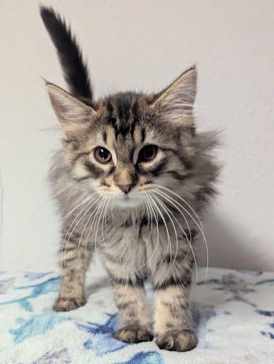 Beatriz, a ADOPTABLE Domestic Long Hair in Little Falls, MN image 2/6