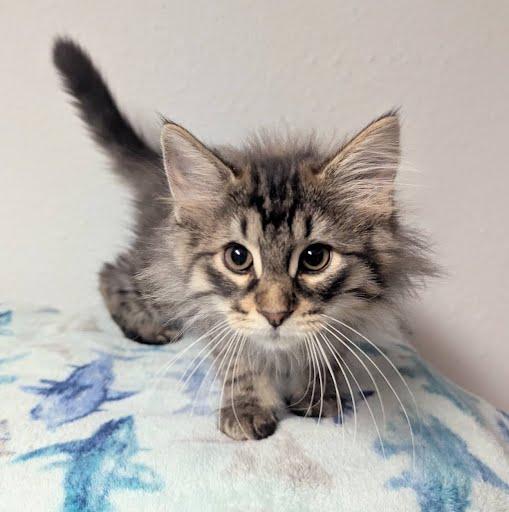 Beatriz, a ADOPTABLE Domestic Long Hair in Little Falls, MN image 6/6
