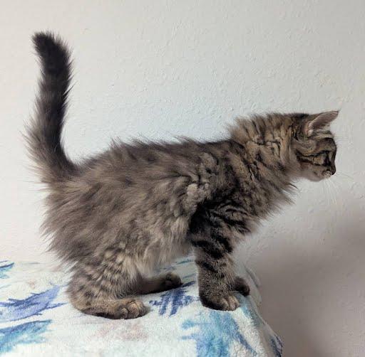 Beatriz, a ADOPTABLE Domestic Long Hair in Little Falls, MN image 5/6