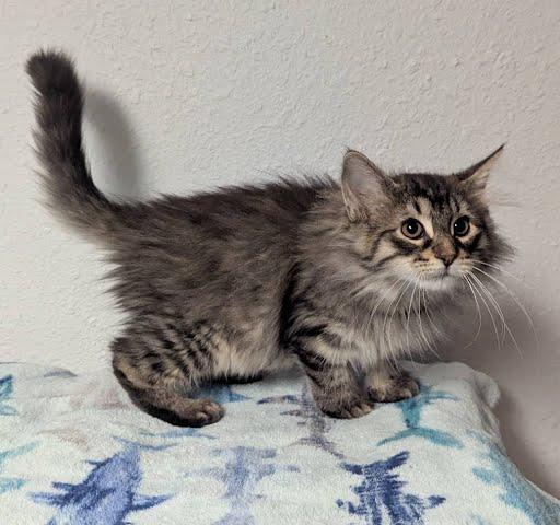 Beatriz, a ADOPTABLE Domestic Long Hair in Little Falls, MN image 3/6