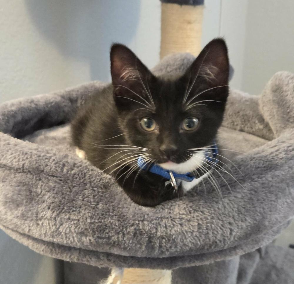 Kid, Adoptable, Kitten Male Domestic Short Hair.