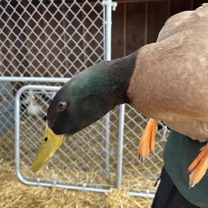 Riley, Adoptable, Adult Male Duck & Duck.