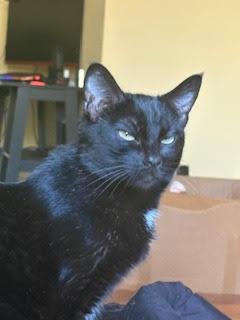 Enlarge Aria, an adopted Domestic Short Hair in Springfield, OR image 2/2